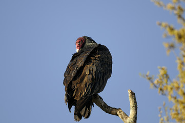 turkey vulture portrait