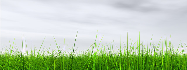 Obraz premium green grass over a blue sky with white clouds as background