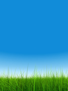 green grass over a clear blue sky without clouds as background