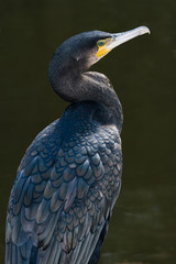 Great cormorant