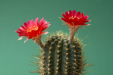 rot blühender Kaktus - red blooming cactus