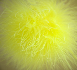 Yellow feather