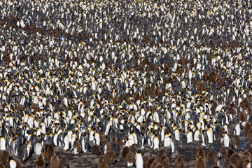 Pinguinkolonie