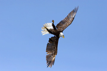 Eagle in flight