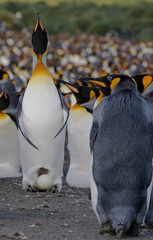 Königspinguin beim Brüten