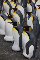 Pinguine beim Brüten