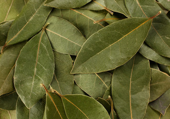Bay leaf spice