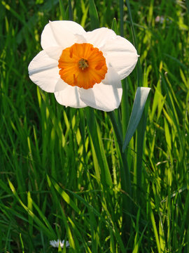 Jonquille au soleil