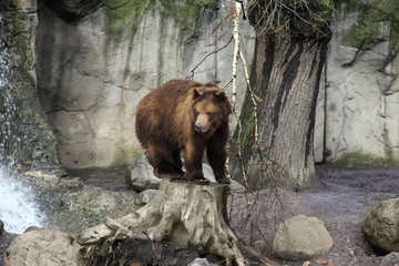 Der Baer