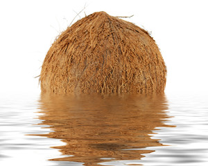 Full coco isolated on white