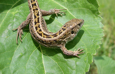 lizard