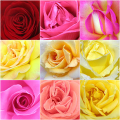 collage of roses from nine photos