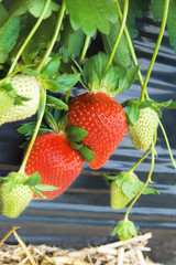 Strawberry plant  close-up