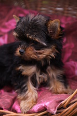 Yorkshire Terrier-Welpe