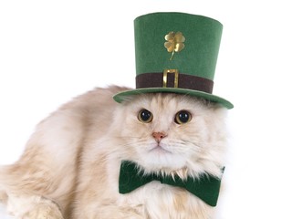 Beige St. Patrick's Day cat