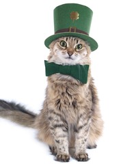 Cute St. Patrick's Day cat