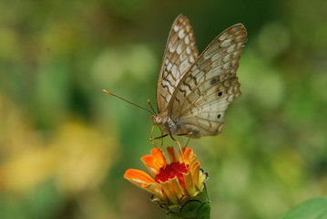Obraz premium anartia jatrophae linnaeus