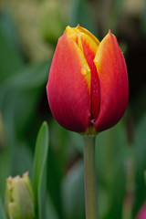 Tulpen