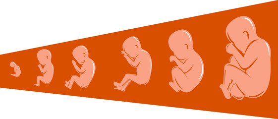 Fetal development