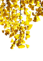 golden leaves of maidenhair tree