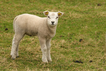 Naklejka na ściany i meble Cute little lamb looking at you