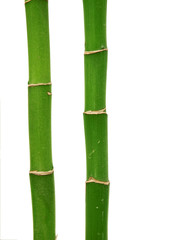 bamboos for wellness & spa graphics