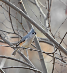 Tufted Titmouse