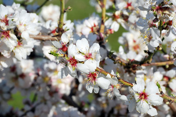 Almond flowers 3