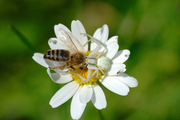 araignee et abeille