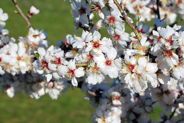 Almond flowers