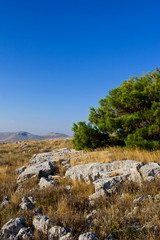 Fototapeta na wymiar Bush on island hill, south Croatia