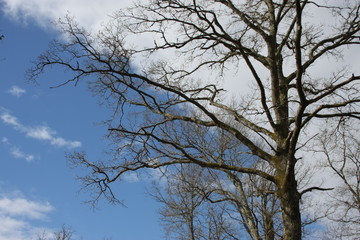 Fototapeta na wymiar les nuages épousent les branches d'un chêne