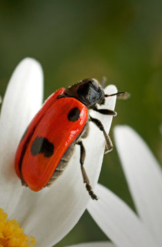 Clytra quadripunctata