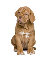 Dogue de Bordeaux puppy (2 months)