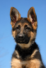 chiot berger allemand