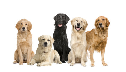 group of 5 golden retriever and labrador facing the camera