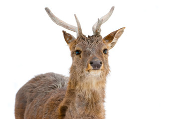 deer isolated on white