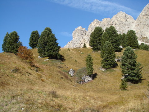 limby w Dolomitach