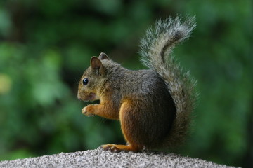 Japanese gray squirrel