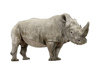 Fototapeta na wymiar White Rhinoceros - Ceratotherium simum ( +/- 10 years)