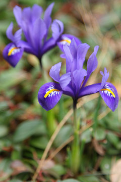 Iris Nain,iris Reticulata