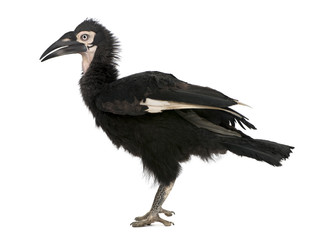 Fototapeta premium Young Southern Ground-hornbill - Bucorvus leadbeateri (18 months