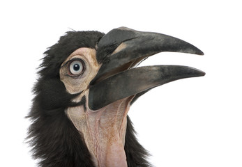 Young Southern Ground-hornbill - Bucorvus leadbeateri (18 months