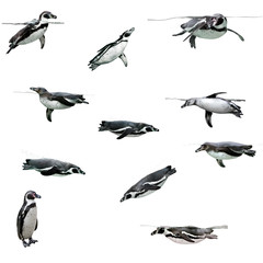 Humboldt-pinguïn