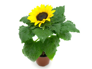 Naklejka premium Sunflower isolated on white background