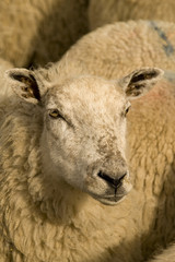 sheep