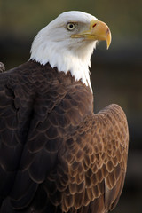 Symbol Of A Nation