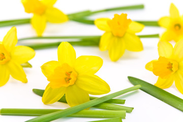 Obraz premium daffodils background