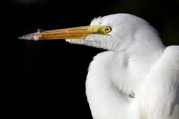 Great Egret