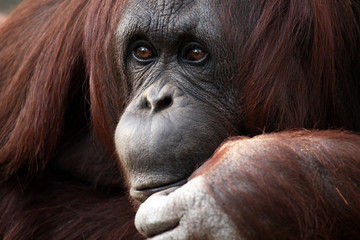 The Thinker © Megan Lorenz